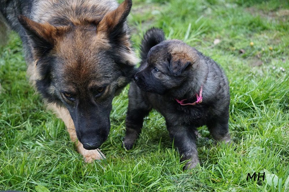 chiot Berger Allemand Poil Long Du Chant De La Terre