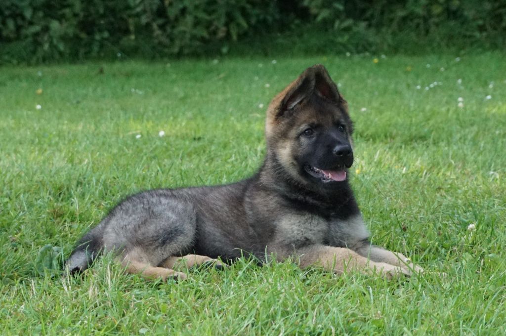 chiot Berger Allemand Du Chant De La Terre